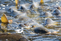 FISH FARMING AND TRANSPORTAcail Gás